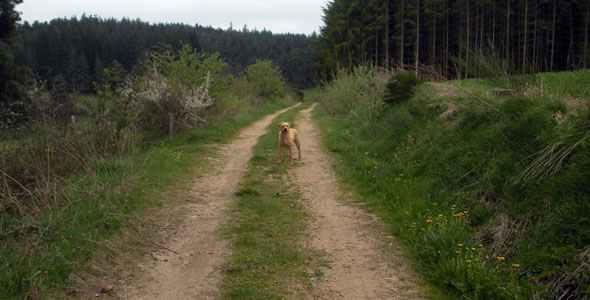 A canine friend on the trail from Lyon to Le Puy