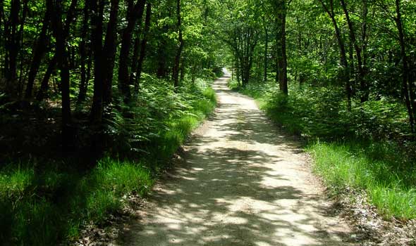 Through the woods in Aquitania, France, Voie de Vezélay