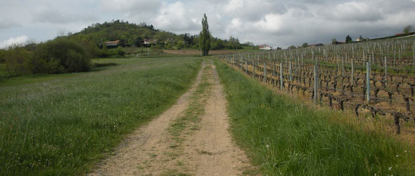 vineyard trail enroute to Montarcher, France, 2009