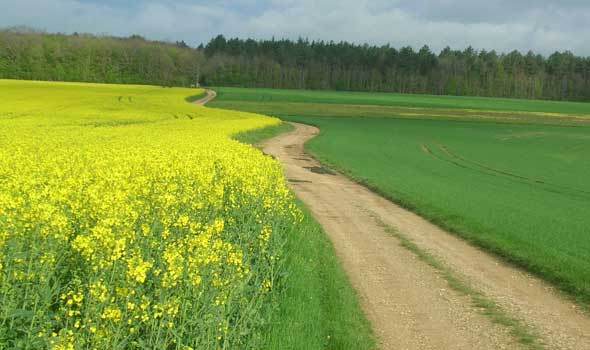 walking across France...on through color that never ends...