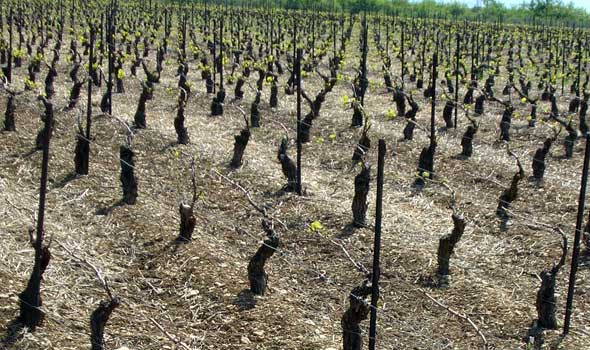 walking across France in Spring-budding Champagne vines...