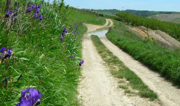 walking across France - irises along the trail beyond Auxerre...