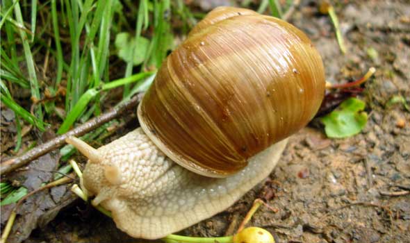 longwalking escargot demonstrates efficient backpacking technique on Grande Randonnee trail in France